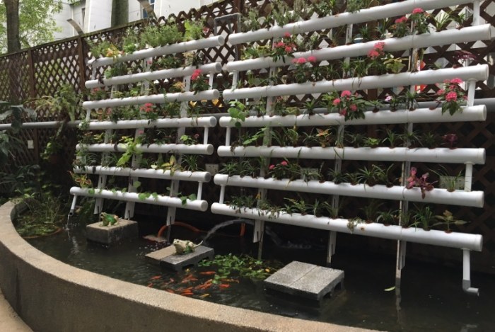 魚草共生原理 魚草共生原理