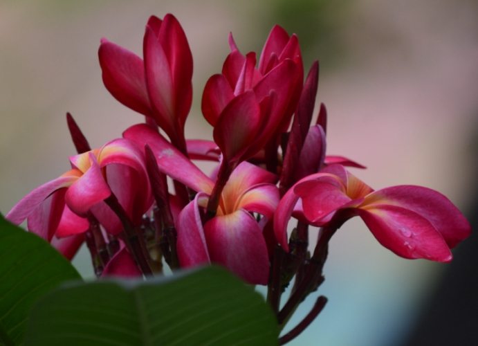 雞蛋花樹幹空心病害