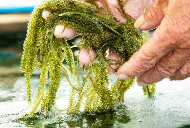 海葡萄耐曬 海葡萄耐曬