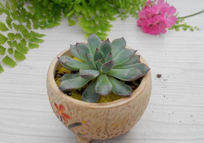 多肉葉孵 多肉葉孵