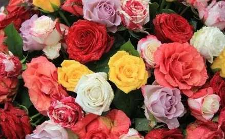 花的朵數 花的朵數