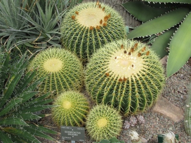 仙人掌縮水 仙人掌縮水