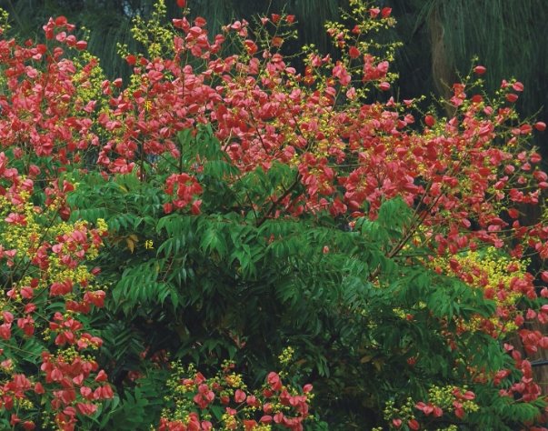 台灣常見四季花樹