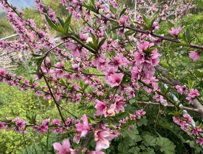 開花不結果的原因