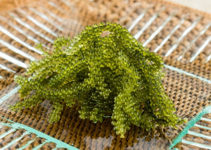 海葡萄採收體驗