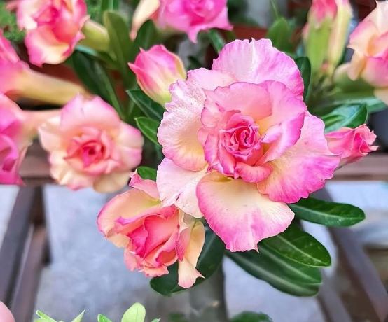 沙漠玫瑰病害 沙漠玫瑰病害