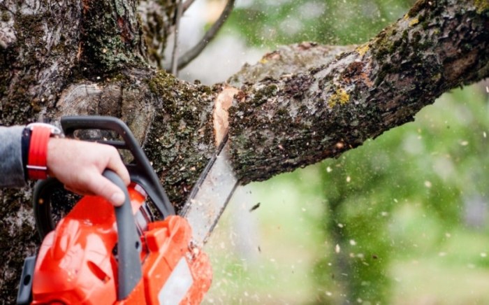 修剪樹木安全 修剪樹木安全