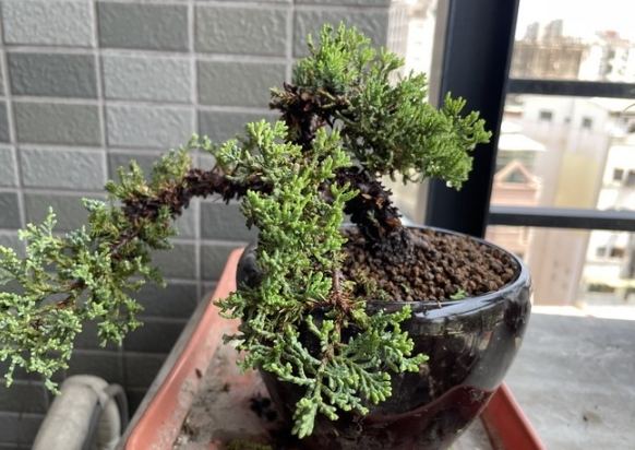 珍珠柏壽命 珍珠柏壽命