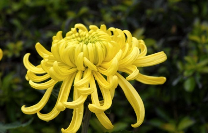 菊花種植技巧 菊花種植技巧