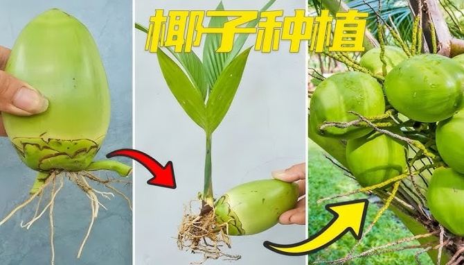 椰子如何種 椰子如何種