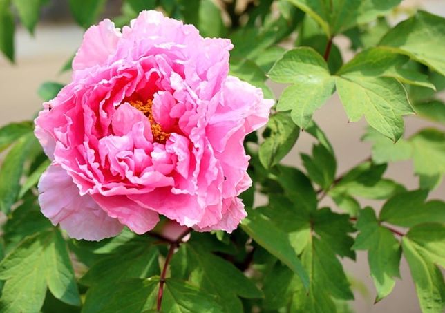 葉牡丹養護技巧