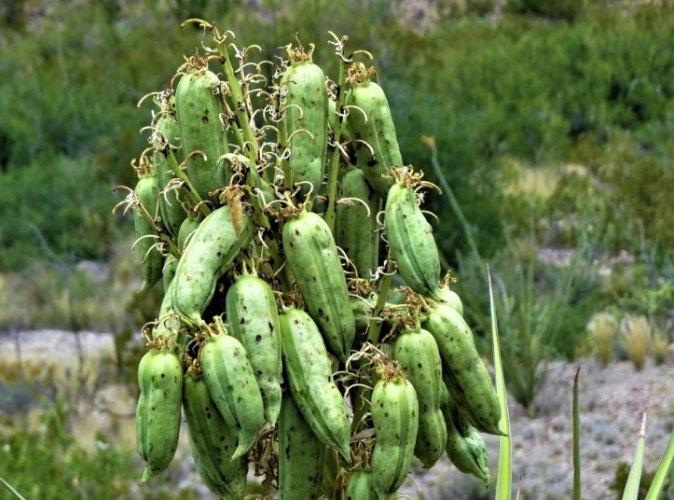 仙人掌發黃 仙人掌發黃