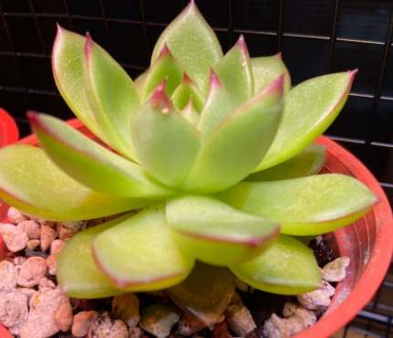 多肉葉子變黑處理 多肉葉子變黑處理