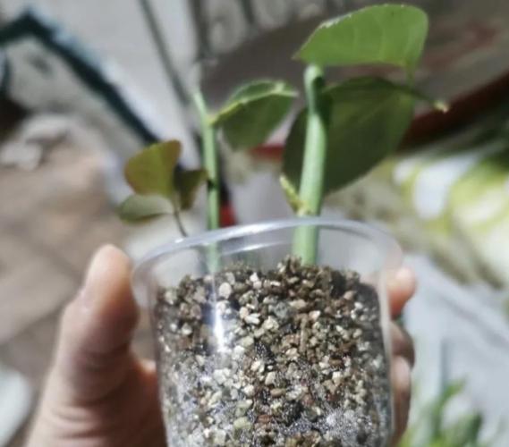 植物換盆 植物換盆