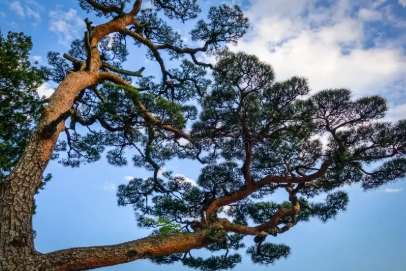 黑松日照不足處理 黑松日照不足處理