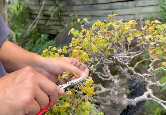 盆栽修剪教學 盆栽修剪教學