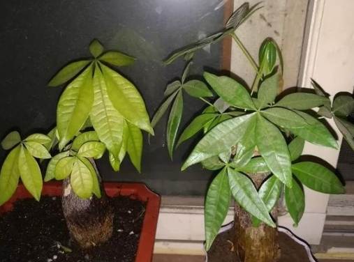 發財樹用什麼土