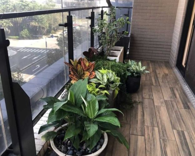 不澆水植物 不澆水植物