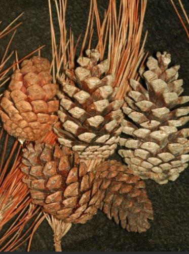 松樹果實用途 松樹果實用途