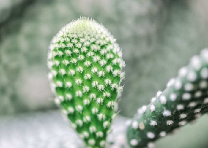 仙人掌砍半注意事項