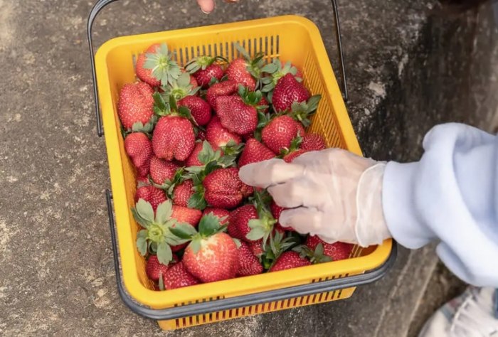 草莓農場推薦 草莓農場推薦