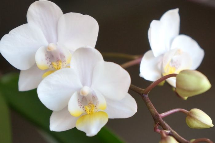 延長蘭花開花時間 延長蘭花開花時間