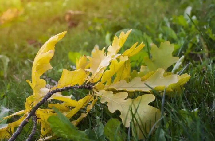 黃梔子功效 黃梔子功效
