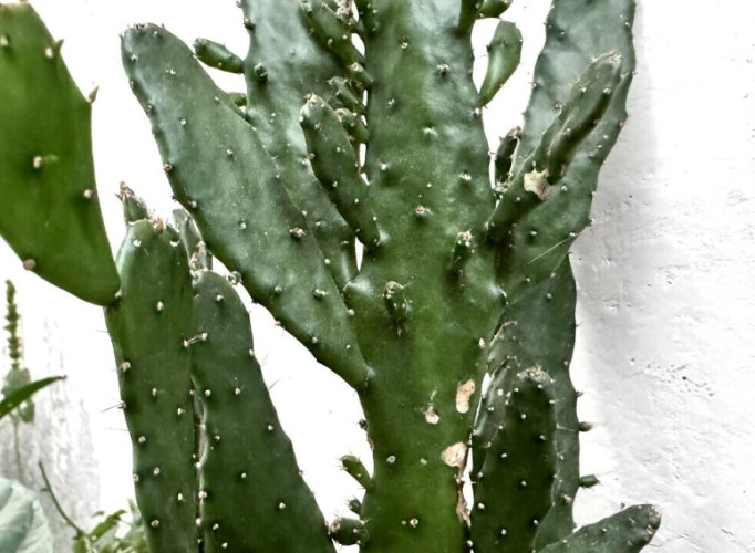 仙人掌急救方法 仙人掌急救方法