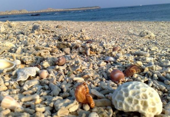 澎湖貝殼可以帶回台灣嗎 澎湖貝殼可以帶回台灣嗎