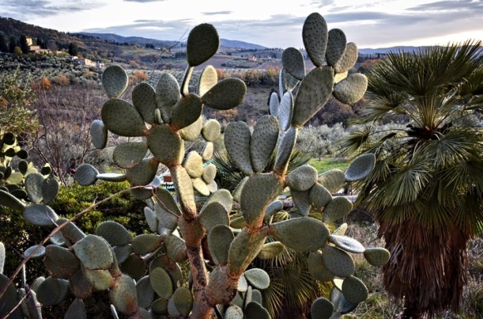 仙人掌病害處理 仙人掌病害處理