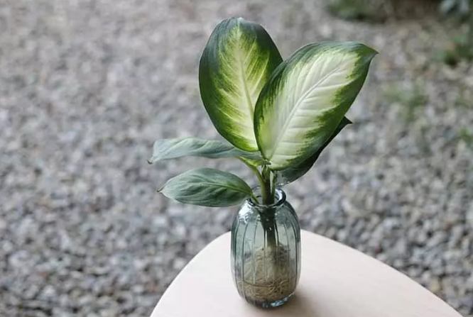 辦公室觀葉植物 辦公室觀葉植物