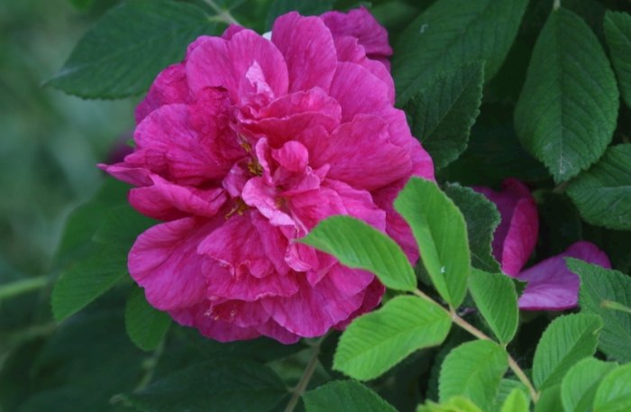 玫瑰葉子下垂原因