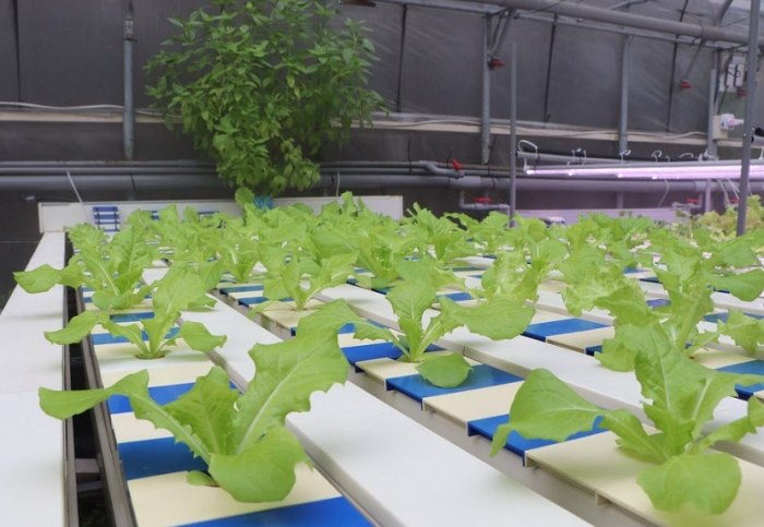 魚草共生循環生態 魚草共生循環生態