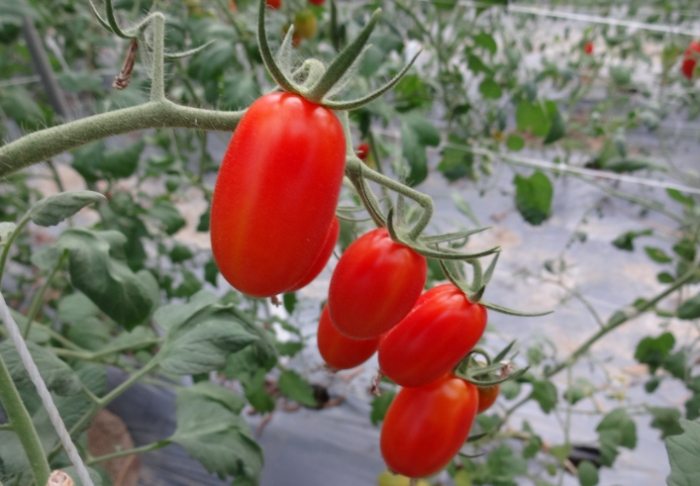 家庭種植番茄 家庭種植番茄