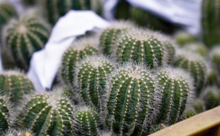 仙人掌軟化處理 仙人掌軟化處理