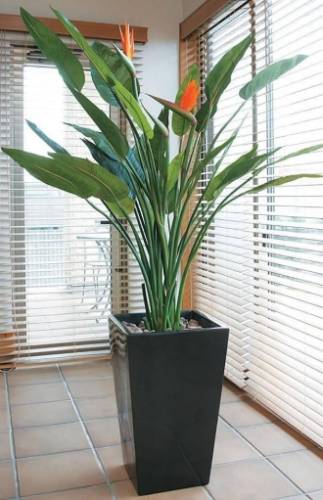 天堂鳥修剪方法 天堂鳥修剪方法