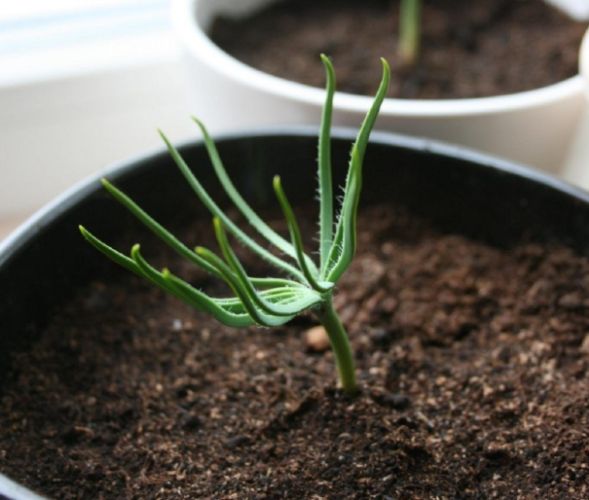 松樹種子發芽困難 松樹種子發芽困難
