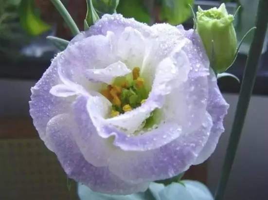 藍色桔梗象徵 藍色桔梗象徵