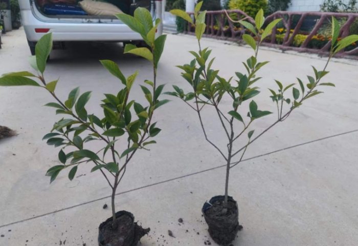 高壓分枝步驟 高壓分枝步驟