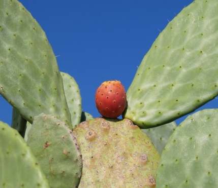 仙人掌種子發芽條件