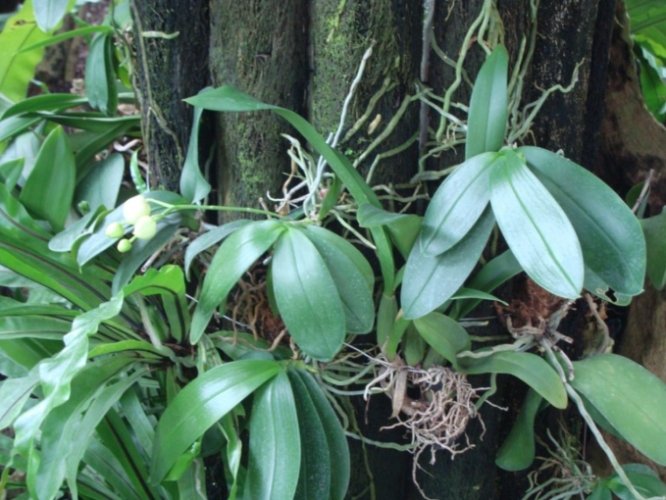 蘭花養護氣根
