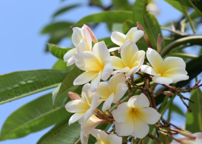 雞蛋花色澤變化 雞蛋花色澤變化