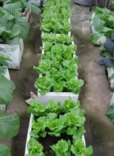 陽台蔬菜種植 陽台蔬菜種植