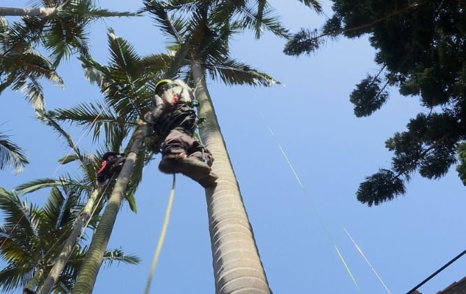 椰子樹修剪時機 椰子樹修剪時機