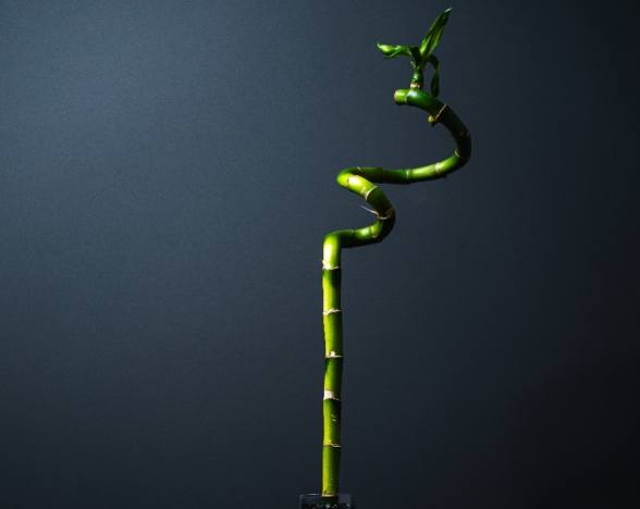 發財樹養護方法