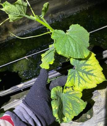 小黃瓜葉子變黃