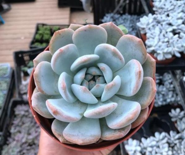 多肉發軟原因 多肉發軟原因