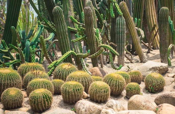 仙人掌發黑 仙人掌發黑