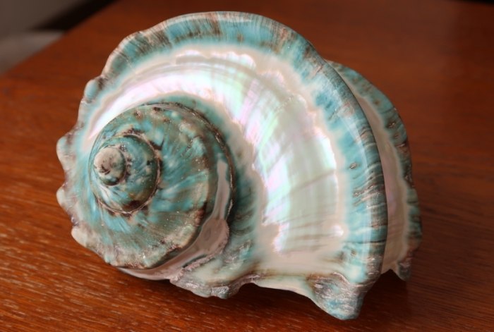 台灣夜光貝保護措施