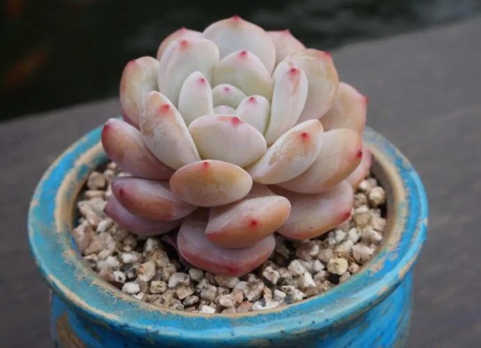 多肉植物土香港推薦